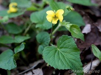 Flower with leaf